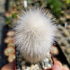 Silver Torch Cactus &