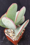 Silver Dollar Plant ‘Crassula arborescens&