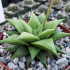 Haworthia rigida