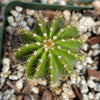 Golden Saguaro ‘Neobuxbaumia polylopha’