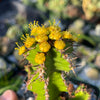 Euphorbia restricta