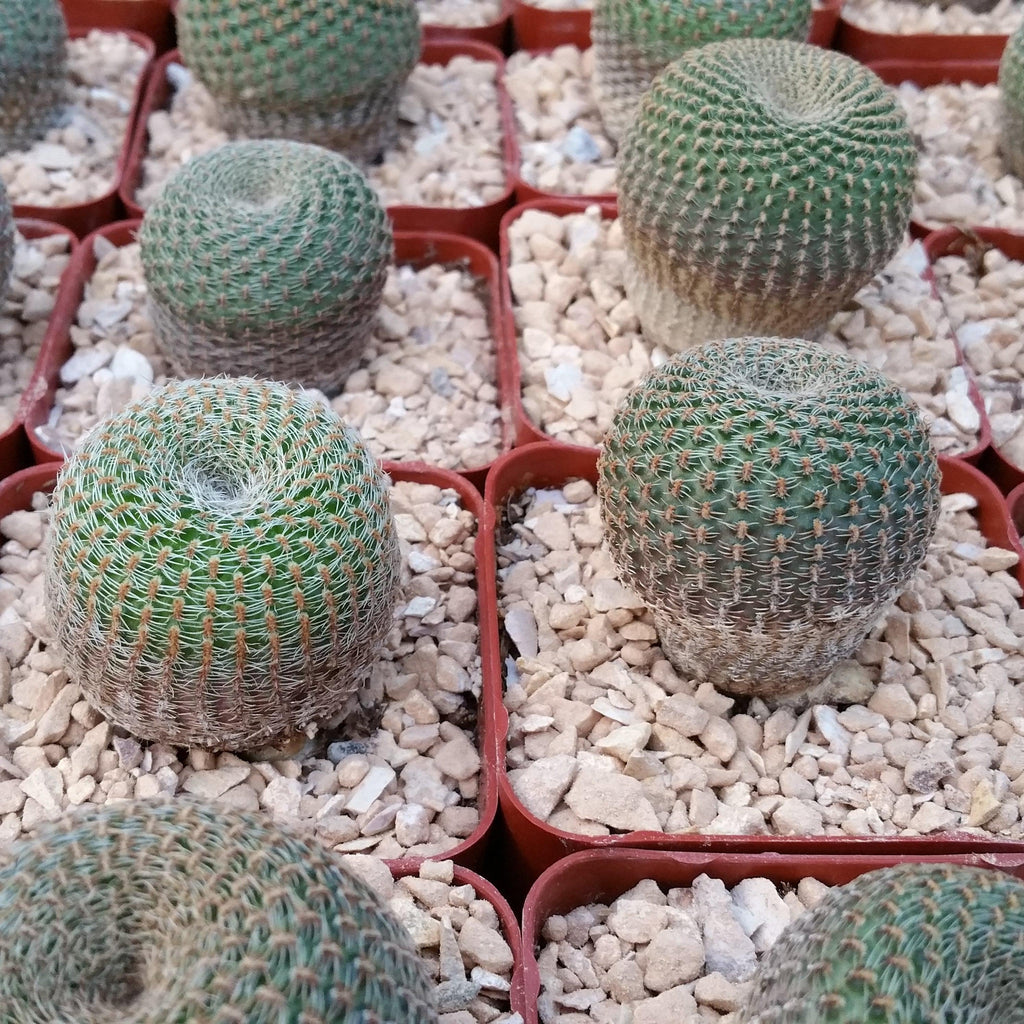 Lobivia famatimensis