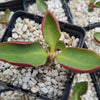 Monadenium spectabile