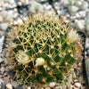 Mammillaria camptotricha marnier