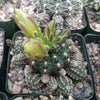 Gymnocalycium dopianum