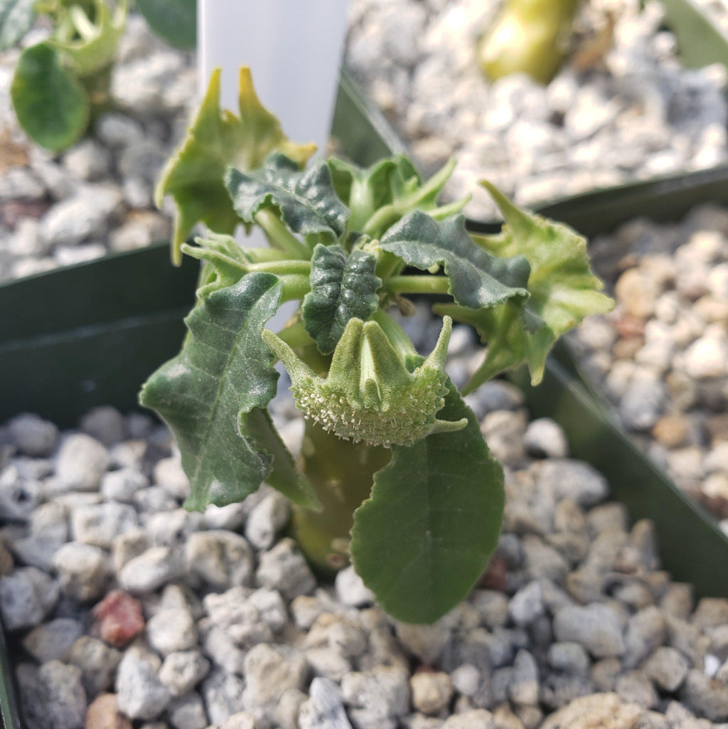 Dorstenia mait escarpment