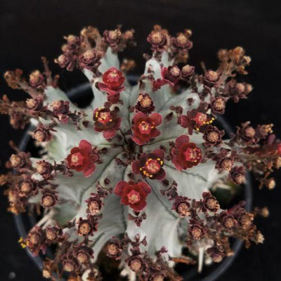 Euphorbia horrida hybrid