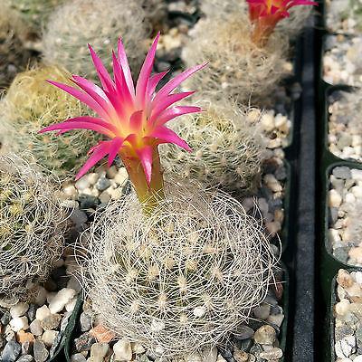 Neoporteria nidus senilis