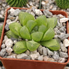 Haworthia obtusa