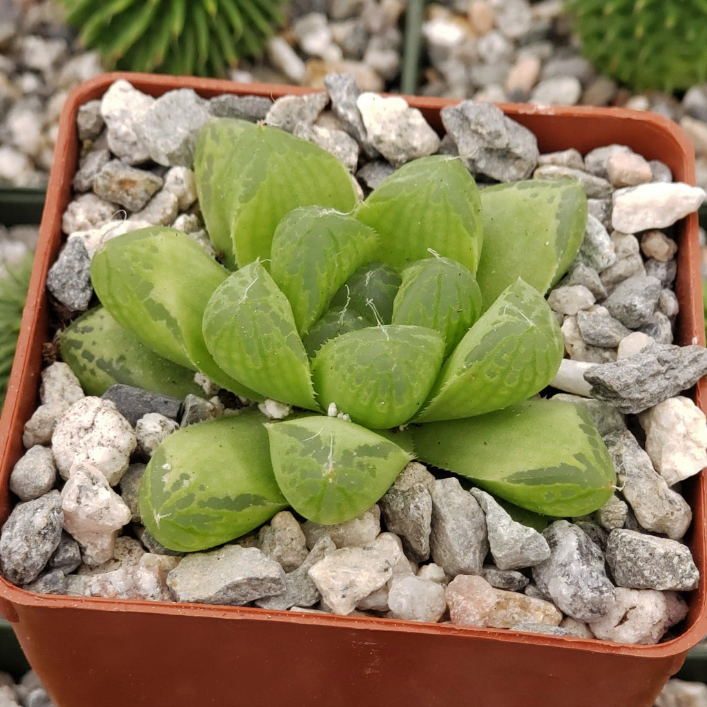 Haworthia obtusa