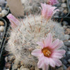 Mammillaria glassii v. ascensionis