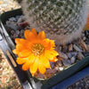 Rebutia muscula