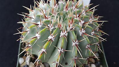 Notocactus buiningii
