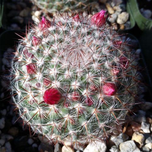 Rainbow Pincushion - Mammillaria rhodantha mccartenii