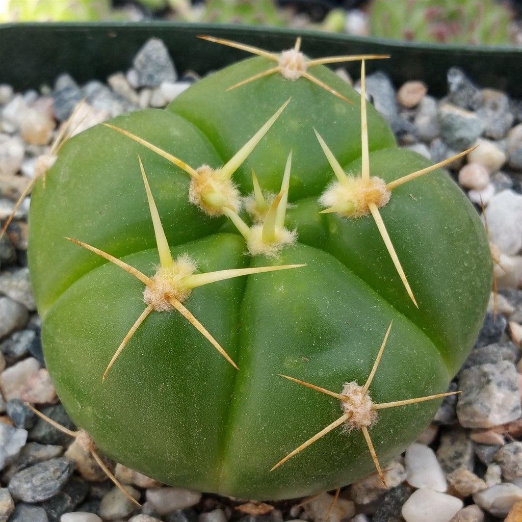 Gymnocalycium horstii
