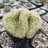 Brain Cactus - Mammillaria Elongata Cristata