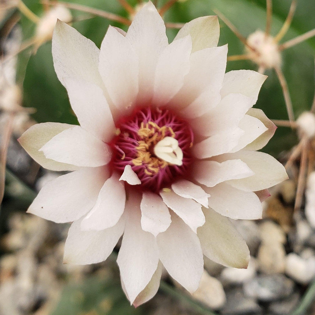 Gymnocalycium fleischerianum