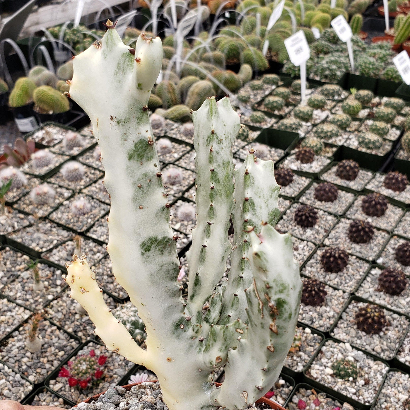 Euphorbia lactea variegata White Ghost Large