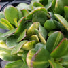 Crassula oblicua Lemon n Lime