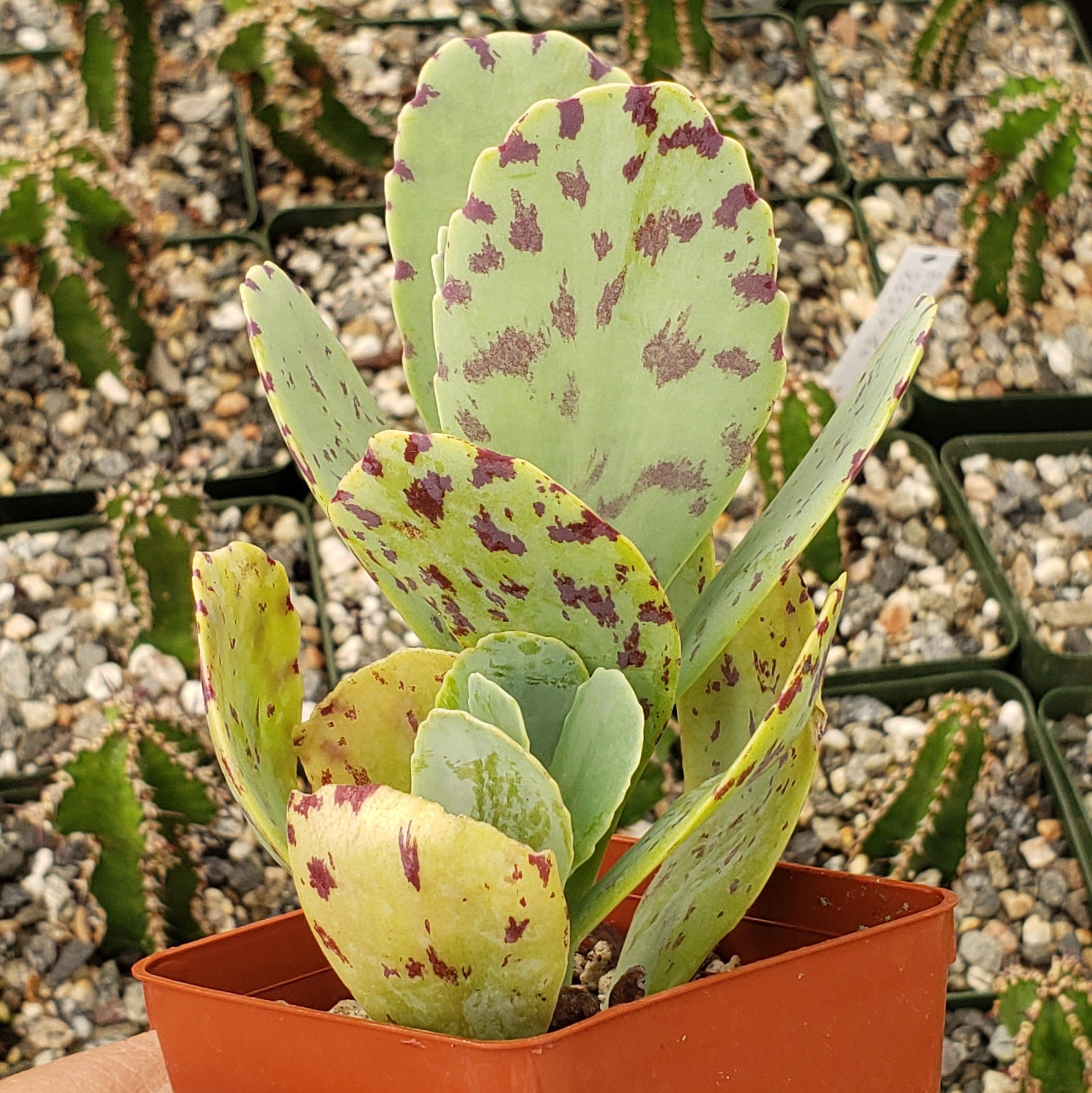 Kalanchoe marmorata