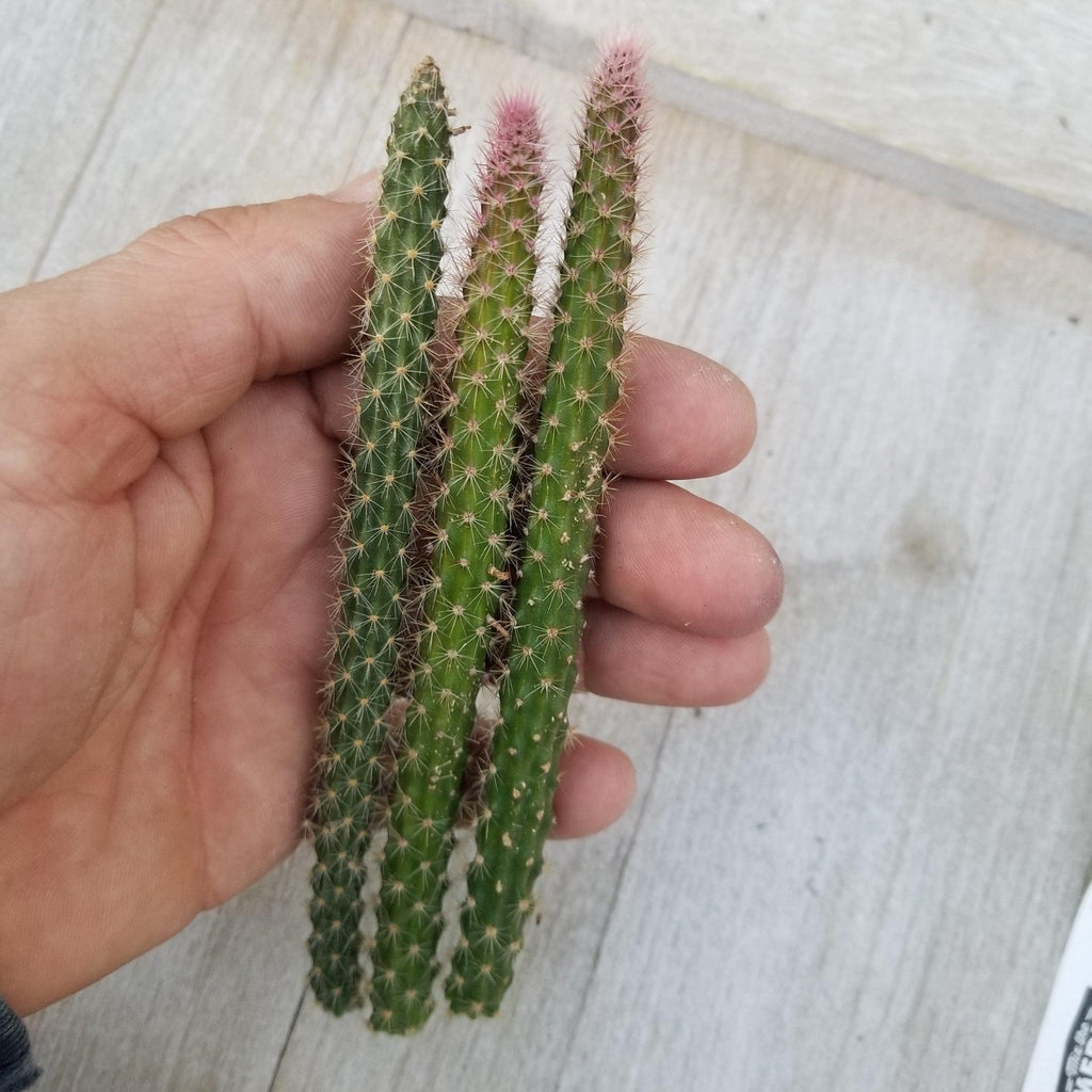 Aporocactus flageliformis rat 3 Cuttings