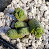 Crassula Columella