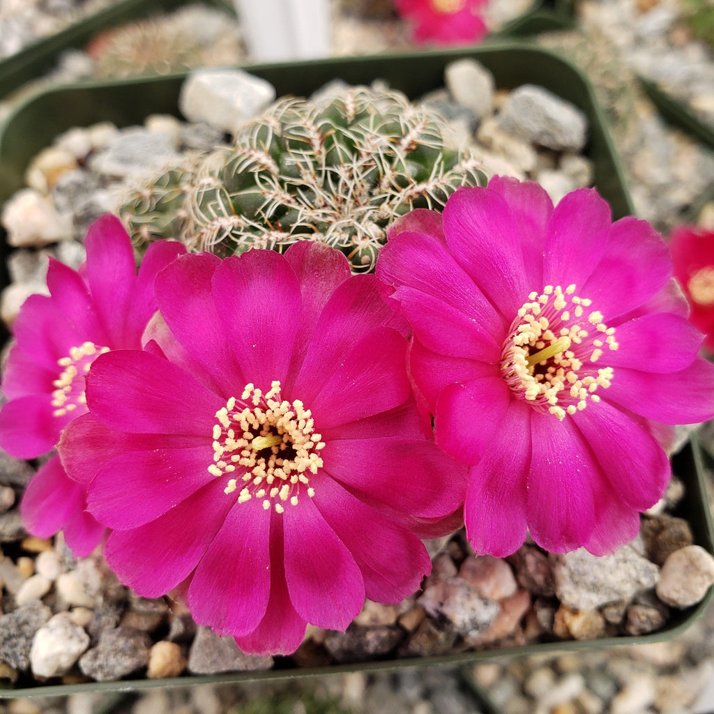 Sulcorebutia Zavaletae