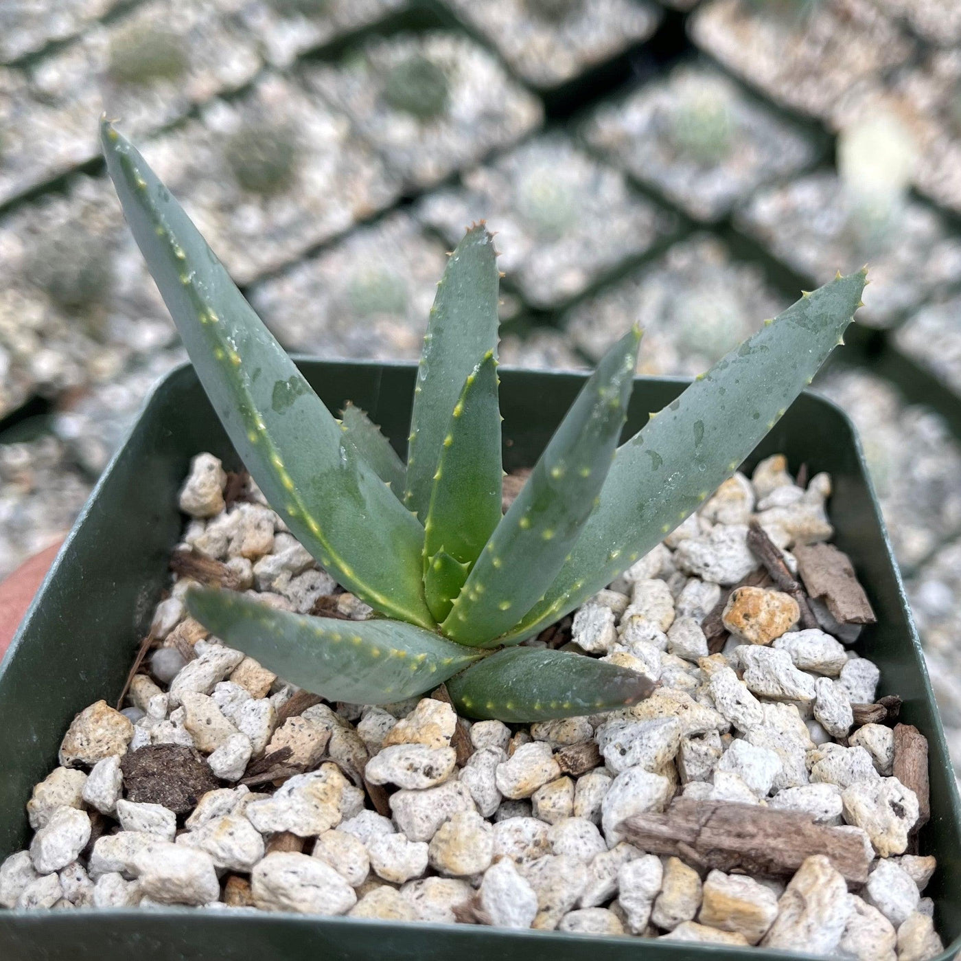 aloe vera cam plant Multi-Branched Aloe Ramosissima For Sale Online