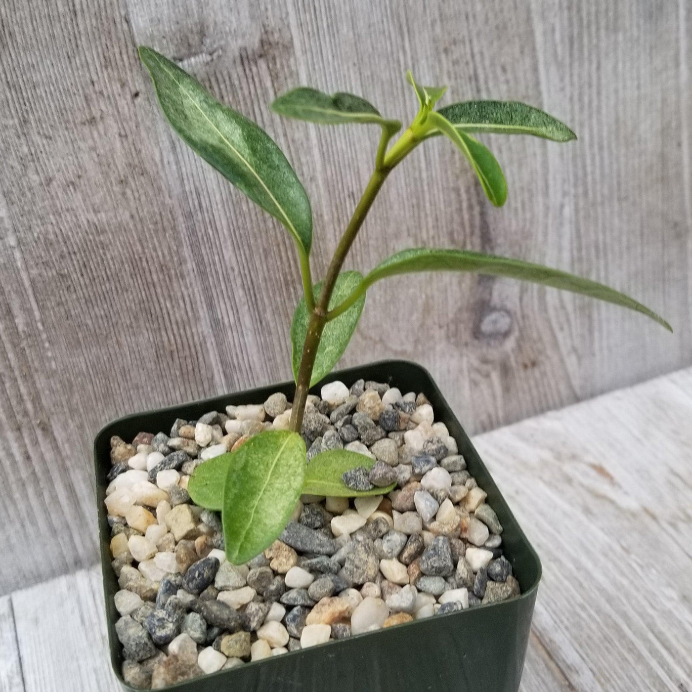 best jasmine plant to grow indoor pot Shop 'Madagascar Jasmine – Stephanotis floribunda' Care and Growing Guide