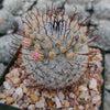 Mammillaria perez de la rosae