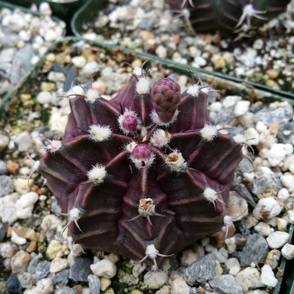 Gymnocalycium friedrichii