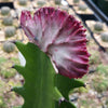 Grafted Euphorbia lactea crest