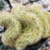 Brain Cactus - Mammillaria Elongata Cristata