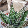 Gasteraloe Royal Highness