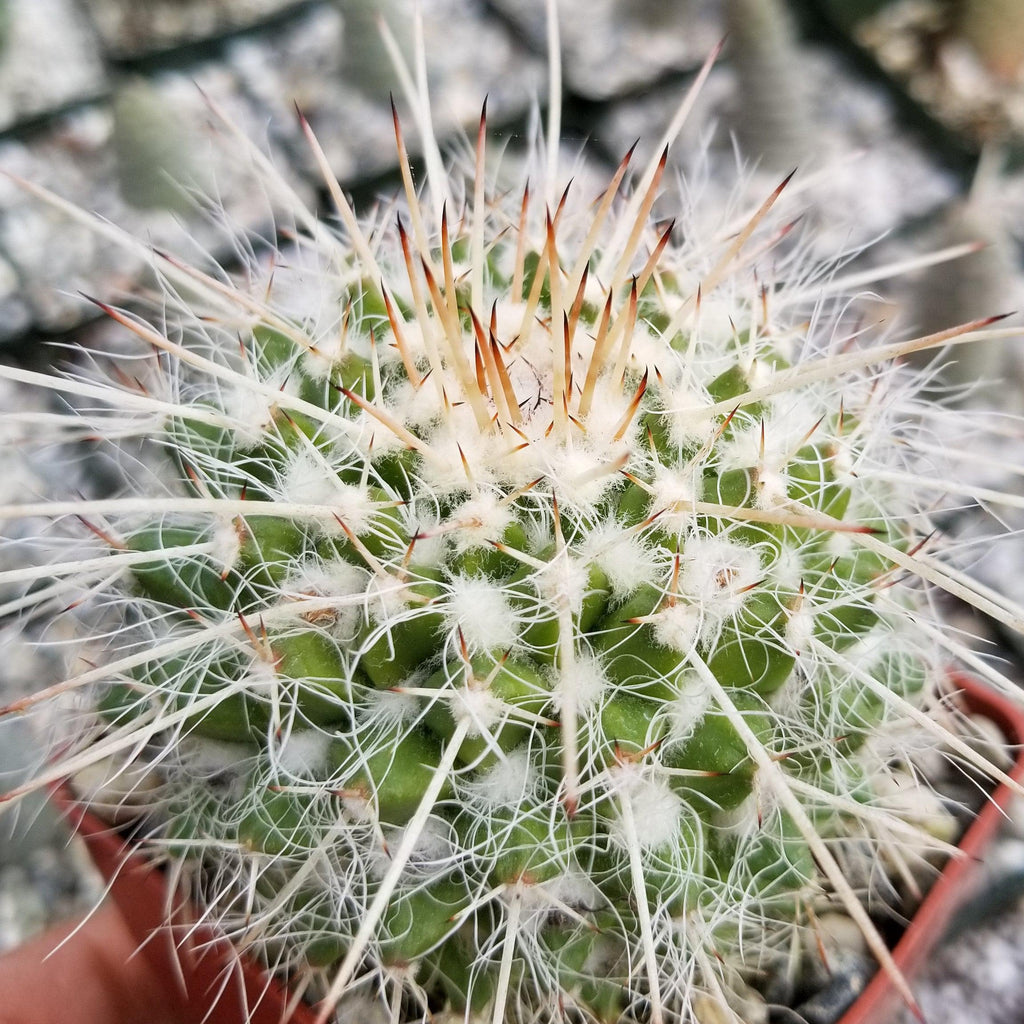Mammillaria bicolor nobilis