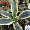 Variegated Century Plant - 10