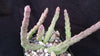 Stapelia orbea variegata star fish plant