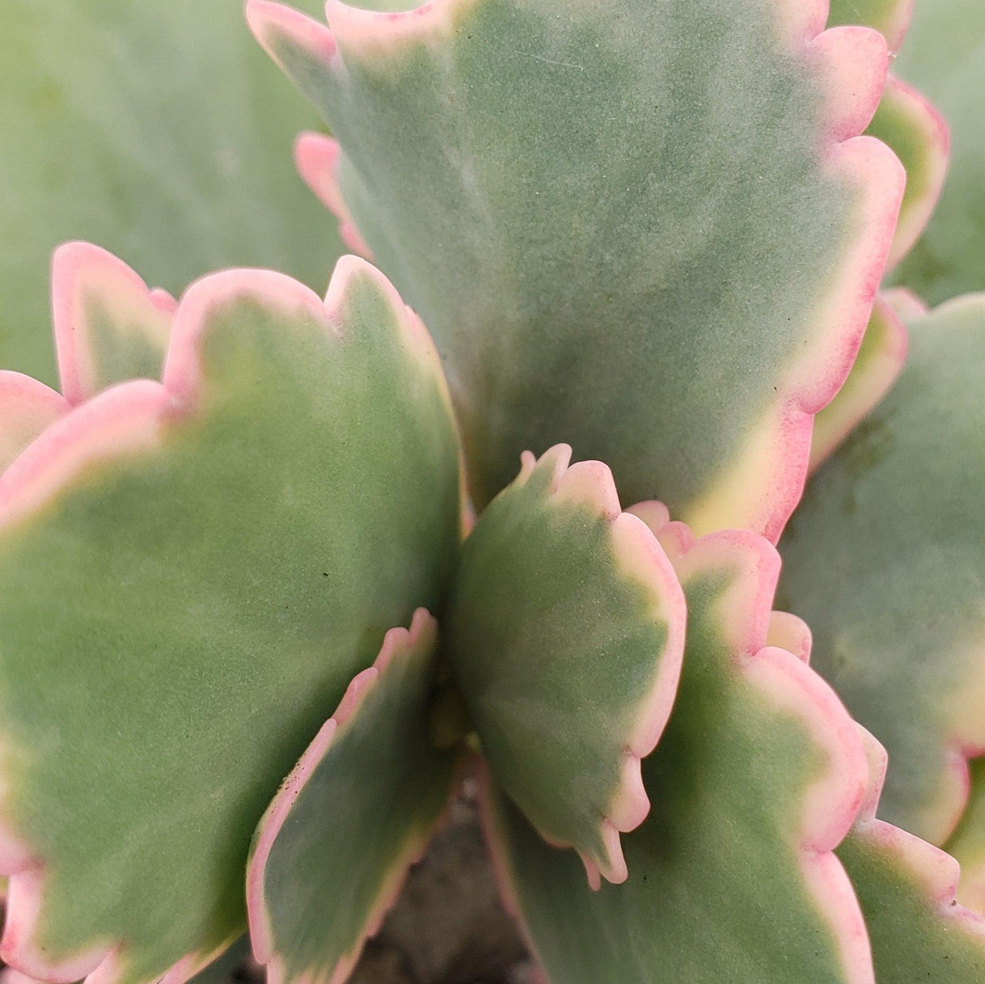 lavender scallop plant Shop 'Kalanchoe fedtschenkoi variegata' Care and Growing Guide