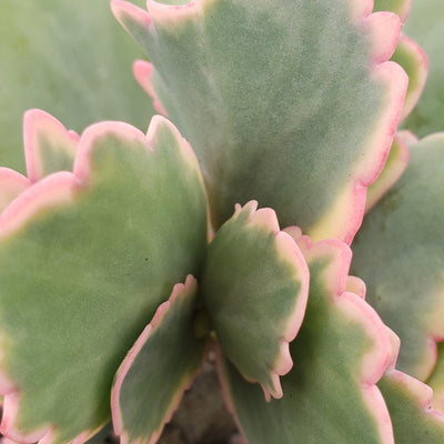 succulent with scalloped edges Variegated Lavender Scallops