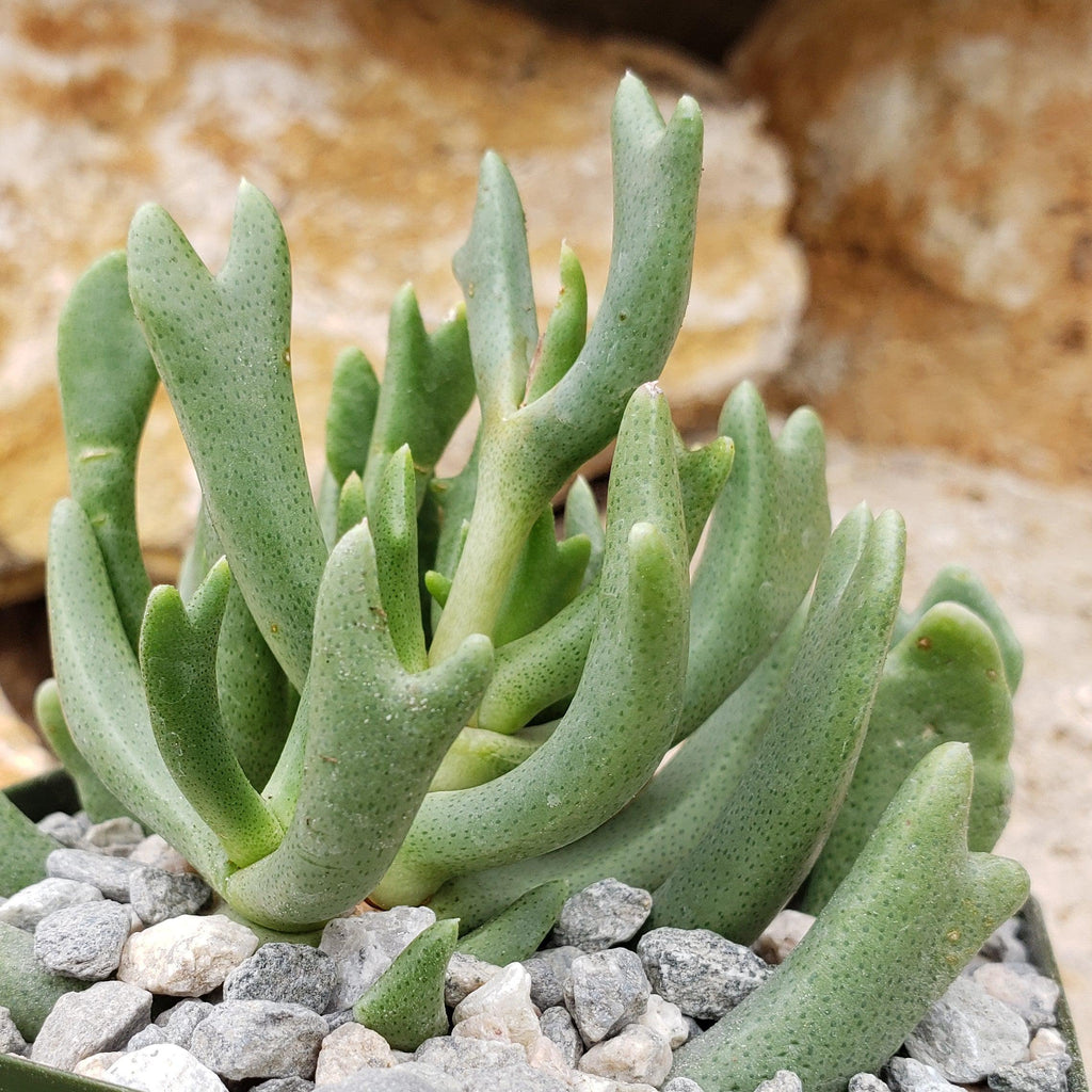 Rhombophyllum dolabriforme