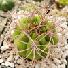 Gymnocalycium saglionis