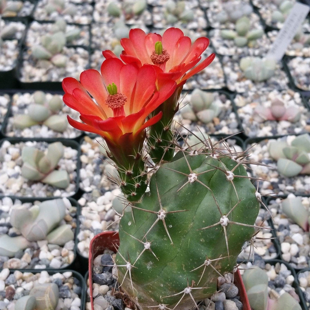 Claret cup Cactus ‘Echinocereus triglochidiatus’