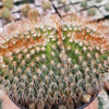Mammillaeria Spinosissima Cristata