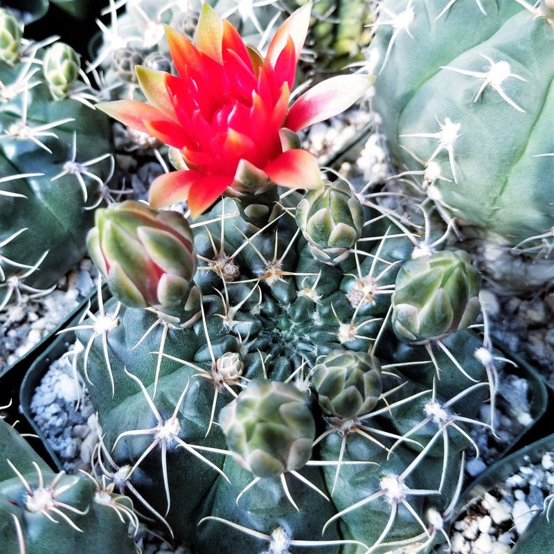 Shop 'Gymnocalycium baldianum – Dwarf Chin Cactus' Care and