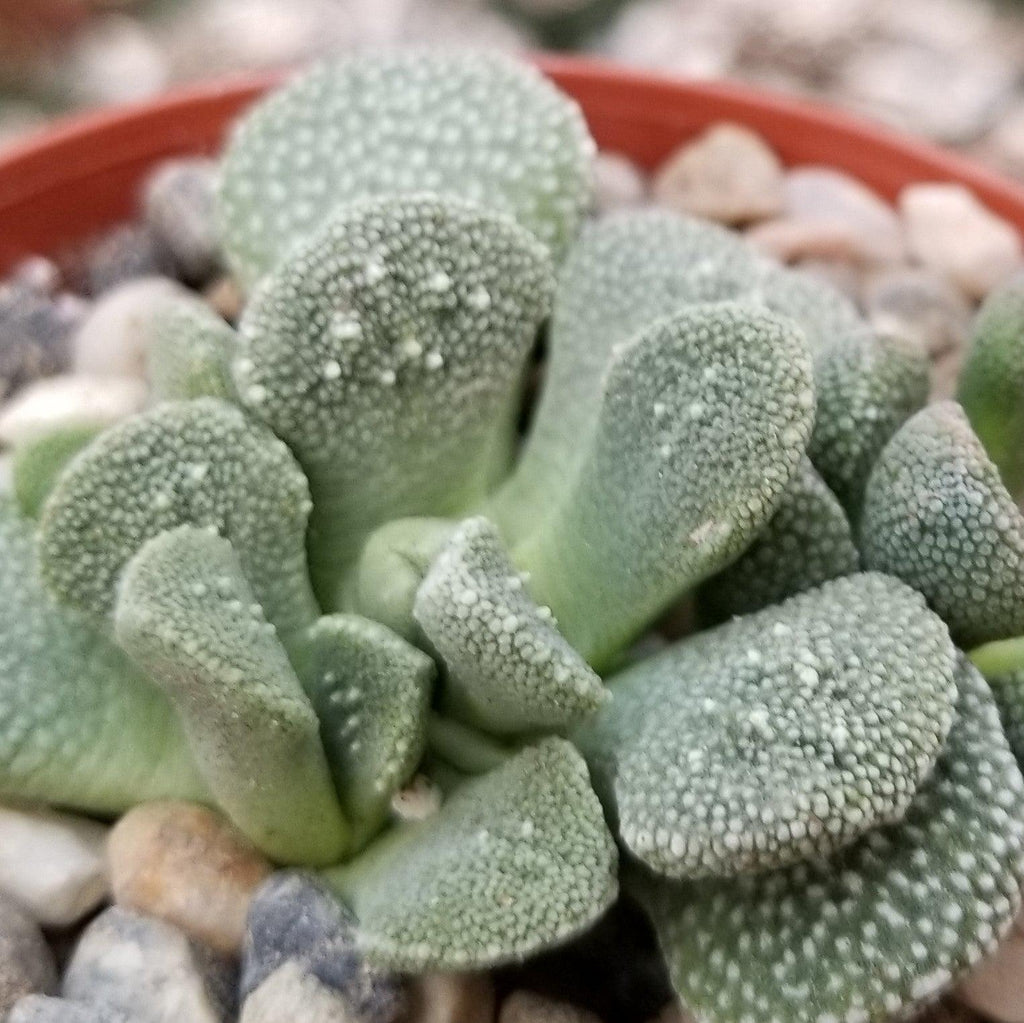 Aloinopsis villetii