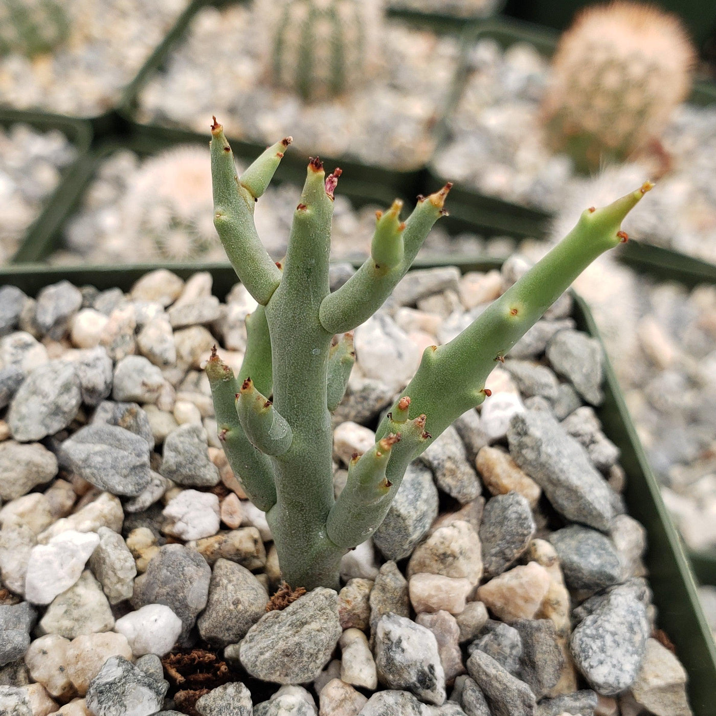 Euphorbia spinea