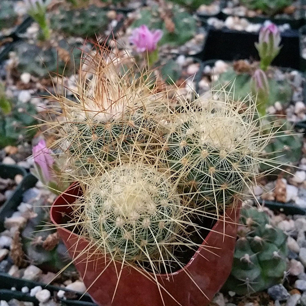 Mammillaria Pringlei