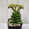 Crassula Spring Time