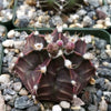 Gymnocalycium friedrichii