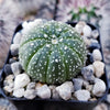 Sand Dollar Cactus &